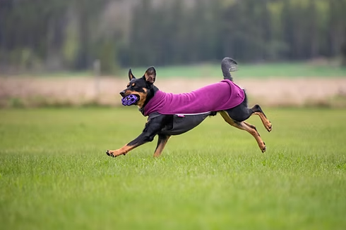 JumppaPomppa plum
