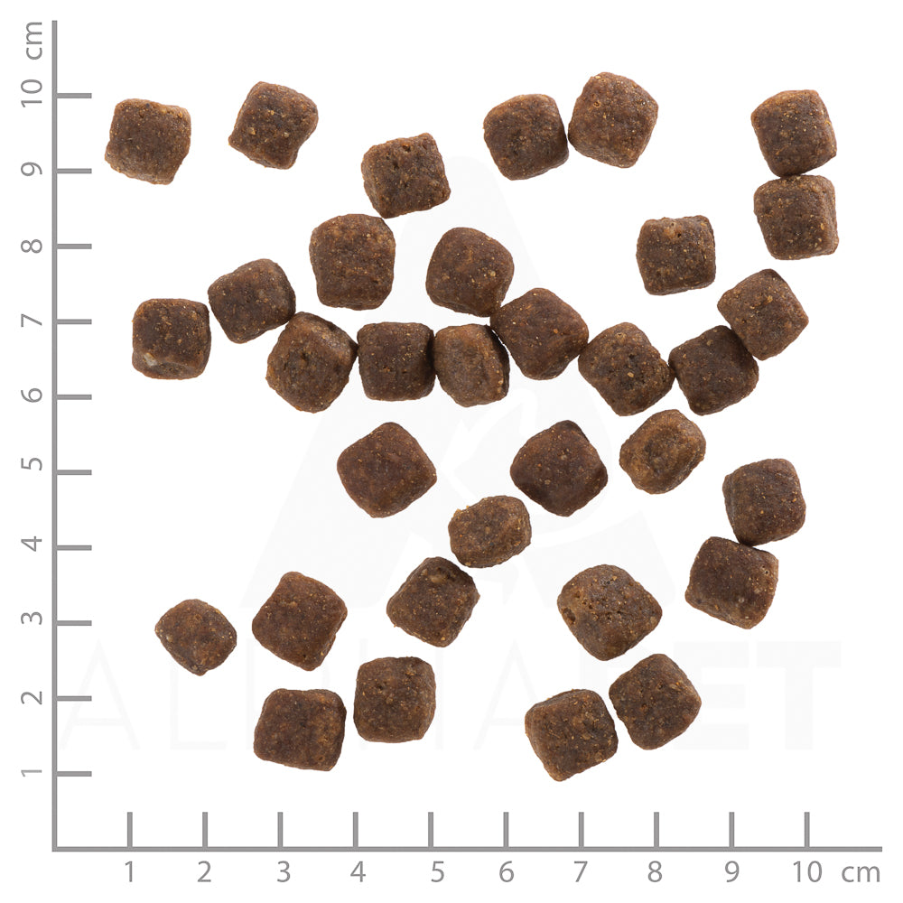 Wild Duck Small Breed