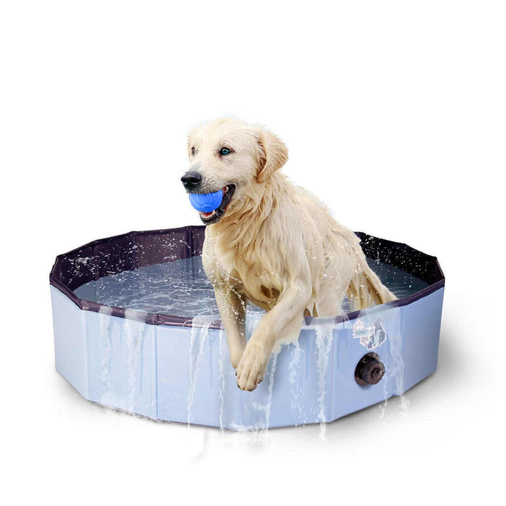 Splash Dog Pool