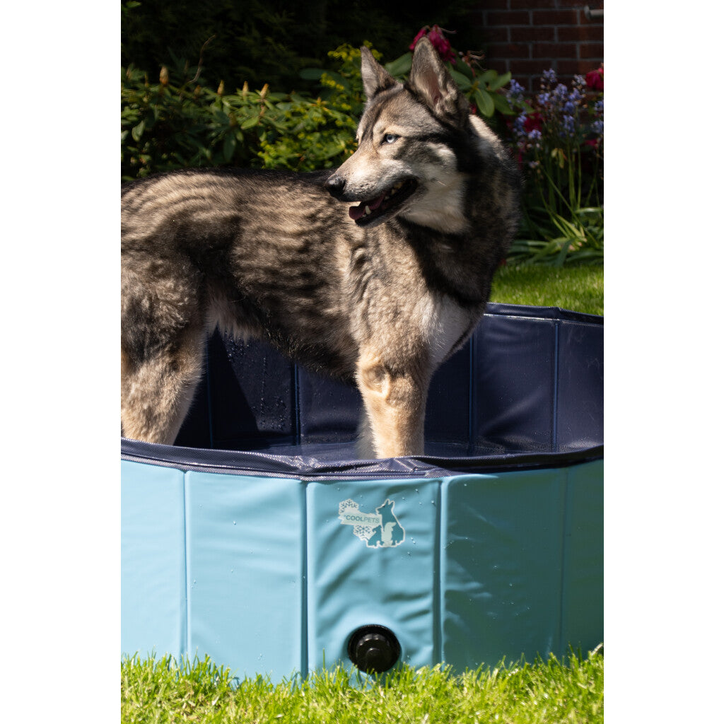 Splash Dog Pool