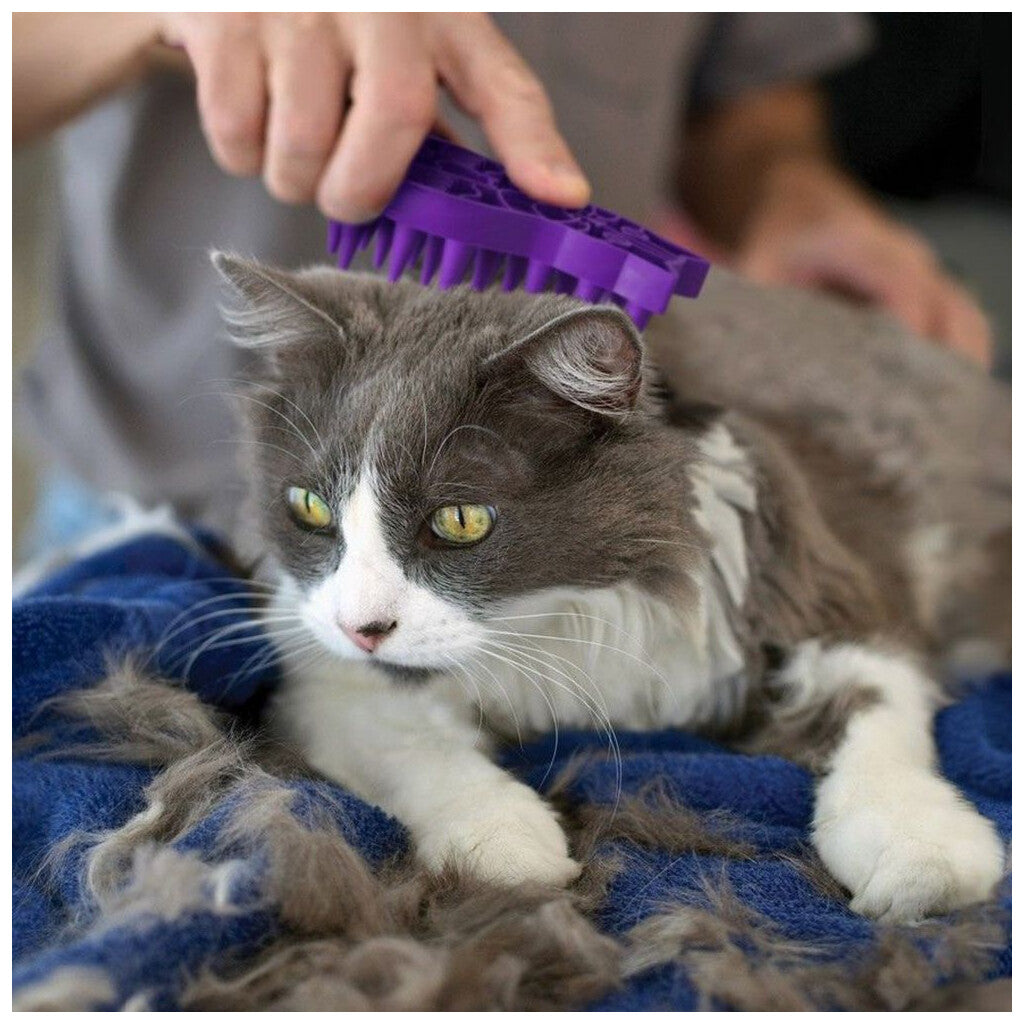 Cat ZoomGroom