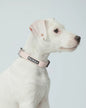 Glow Hundehalsband Rosa