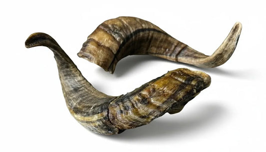 Lamm-Horn Gr. M