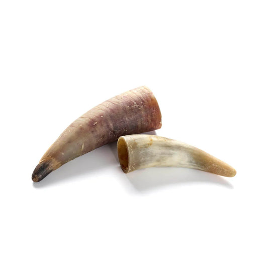 Rinder-Horn