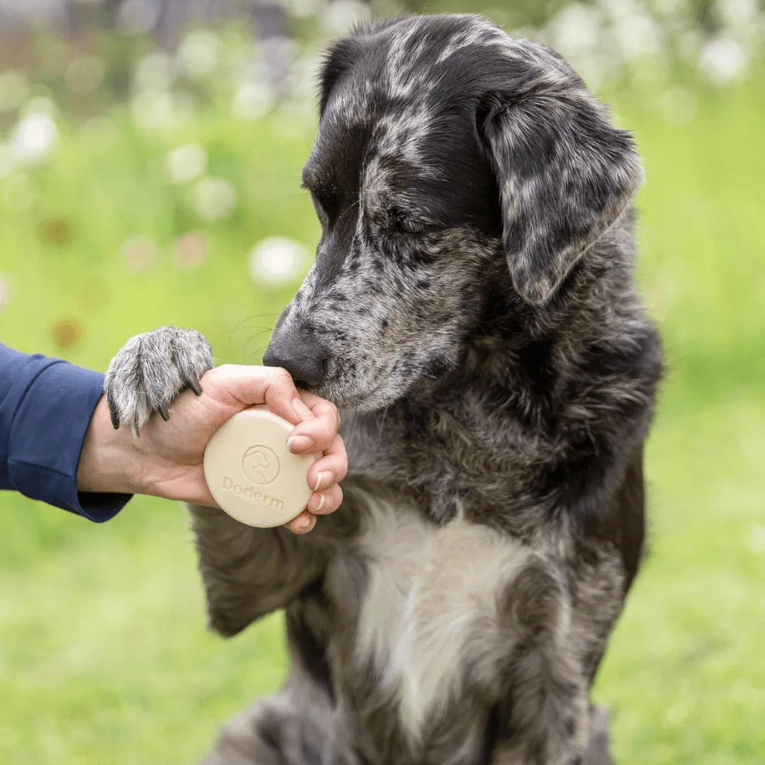Doderm Shampoo Bar Pet