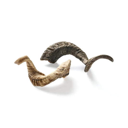 Ziegen-Horn 1 Stück
