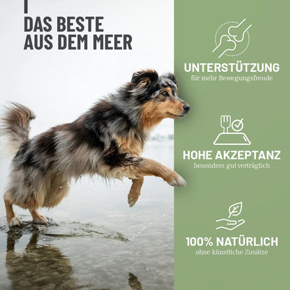 Grünlippmuschel Extrakt 250g